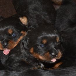 Rottweiler Puppies from Sharp Ridge Rottweilers