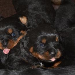 Rottweiler Puppies from Sharp Ridge Rottweilers