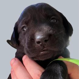 Chief - Black male Labrador Retriever puppy in Grants Pass, Oregon from KnR Antler Dogs ~ Labrador Retrievers & Corgis