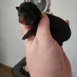 Black tan boy - Black and tan male Chihuahua puppy in Ashtabula, Ohio from Paw's & Awe's Chihuahuas