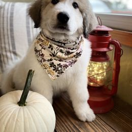 Great Pyrenees Puppies from White O'Morn Farm AKC Great Pyrenees