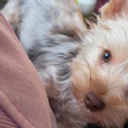 Yorkipoos and Yorkshire Terriers from GRIFFEY'S SPA AND KENNEL
