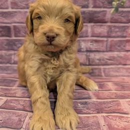 Mr Blue - Apricot male Goldendoodle puppy in Lebanon, Pennsylvania from Robertson's Retrievers and Doodles