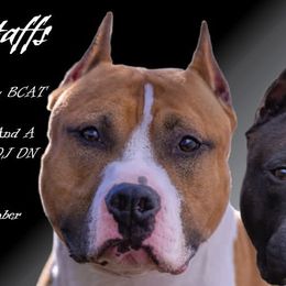 Joker - American Staffordshire Terrier