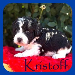 Kristoff - Black male Cavapoo puppy in Clinton, Oklahoma from Enchanted Spaniels