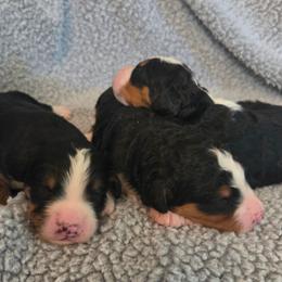 Boy 2 - Tri-color male Bernedoodle puppy in Brea, California from River Doodles
