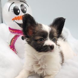 Punkin - White and black Papillon puppy in Spokane Valley, Washington from D and T's Papillons