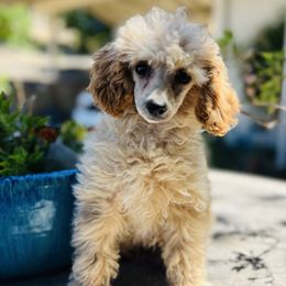 Poodle puppies from Denim and Diamond Doodles