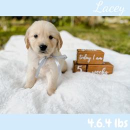 Golden Retriever Puppies from All shades Golden