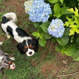 Daisy - Cavalier King Charles Spaniel