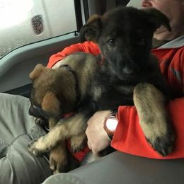 German Shepherd Puppies from StoneWall