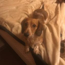 John Henry - Dachshund