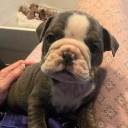 Minnie - Blue tri-color female Bulldog puppy in Harrisburg, Pennsylvania from Central PA WiggleButts Bulldogs