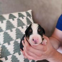 Cupid - Black rust and white male Bernese Mountain Dog puppy in Inman, South Carolina from Shadow Acres