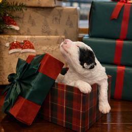 Noelle - Black and white female Sheepadoodle puppy in Tennessee, Illinois from The Artman Family