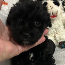 Zoey - Black female Goldendoodle puppy in Centralia, Missouri from Oodles Of Doodles Mo.