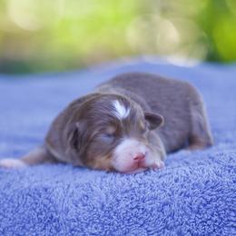 Hip hop - Red tri-color male Miniature American Shepherd puppy in Stephenville, Texas from Diamond H Aussies