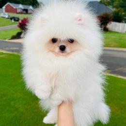 Romeo - Cream male Pomeranian puppy in Hot Springs, Arkansas from Pomeranian Empire