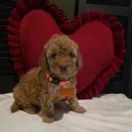 Boy 4 - male Goldendoodle puppy in Bristol, Tennessee from 4goldendoodles