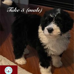 Bernedoodle Puppies from Willow’s Bernedoodle Angels