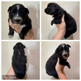 Strawberry - Black tri female Miniature Australian Shepherd puppy in Iola, Texas from MK Aussies