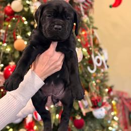 Black Female 1 - Black female Cane Corso puppy in California from Donato Kennels