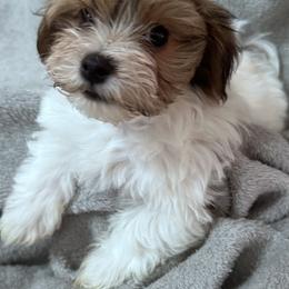 Cypress - Red sable male Havanese puppy in Lawrenceville, Georgia from Alchemy Havanese