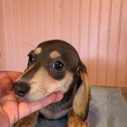 Ginny - Blue and cream female Dachshund puppy in El Paso, Texas from Mells Weenies