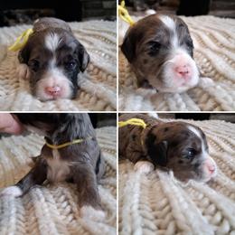 Yellow girl - Merle female Cockapoo puppy in Howell, Michigan from Robbin's Treasures