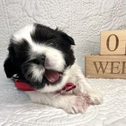 Shih Tzu Puppies from Shurbeez Shih Tzu