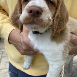 Brittany Puppies from SeaBreeze Brittanys