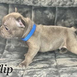 French Bulldog Puppies from Fabled Frenchies