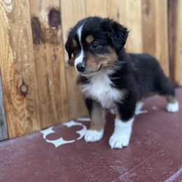 Boy 4 - Black tri-color Australian Shepherd puppy in Chino, California from RanchLand Aussies HC