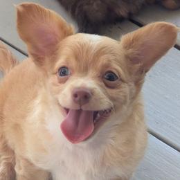 River - Red and white male Chihuahua puppy in Waycross, Georgia from OakView Farm Chihuahuas FB