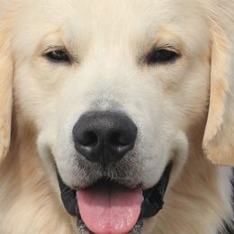 Golden Retrievers, Labrador Retrievers, and Spinoni Italiani from Belle Shain Kennels