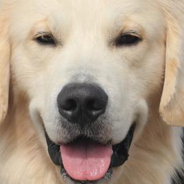 Golden Retrievers, Labrador Retrievers, and Spinoni Italiani from Belle Shain Kennels