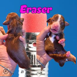 Eraser - Tri-color female Bernedoodle puppy in Banner Elk, North Carolina from Walnut Tree Bernedoodles