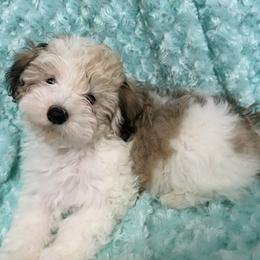 Zeb - Beseme's Got Your Back - Fawn sable male Havanese puppy in Salt Lake City, Utah from Beseme Havanese