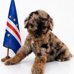 Cabo Verde - Merle male Goldendoodle puppy in Houston, Texas from Were The Mack'Doodles