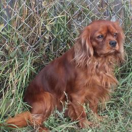 Max - Cavalier King Charles Spaniel