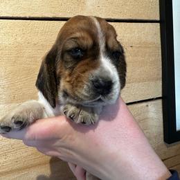 Male 1 - Mahogany and white male Basset Hound puppy in Lindley, New York from Hill Top Basset Hounds & Cane Corso
