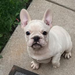 Drake - Cream male French Bulldog puppy in Seneca, South Carolina from Burrell’s Bulldog Kingdom