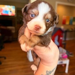 Red Tri male - Red tri male Miniature Australian Shepherd puppy in Buchanan, Georgia from Stanleyville Farm Mini Aussies