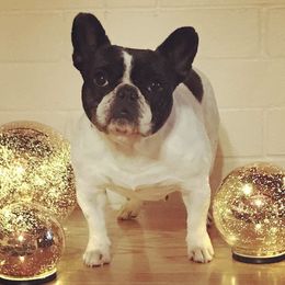 French Bulldogs from Imagine Kennels