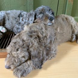 Goldendoodle Puppies from FamilyLoved Doodles