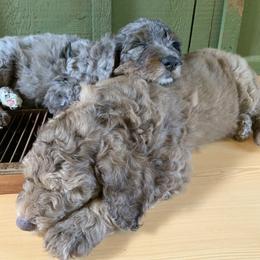 Goldendoodle Puppies from FamilyLoved Doodles