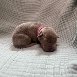 Hot pink collar - Silver female Dilute Retriever puppy in Valley Center, California from Stunning Silver Bullets Labradors