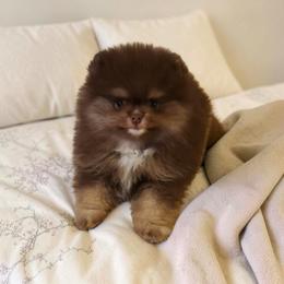 Gatlin 3,500 dollars - Chocolate and tan male Pomeranian puppy in Amelia, Ohio from Boujee Puff Poms