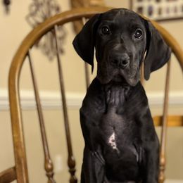 Boy 6 - Chase - Black Great Dane puppy in Tennessee from Campbell Great Danes