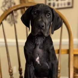 Boy 6 - Chase - Black Great Dane puppy in Tennessee from Campbell Great Danes